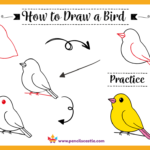 How to Draw a Bird