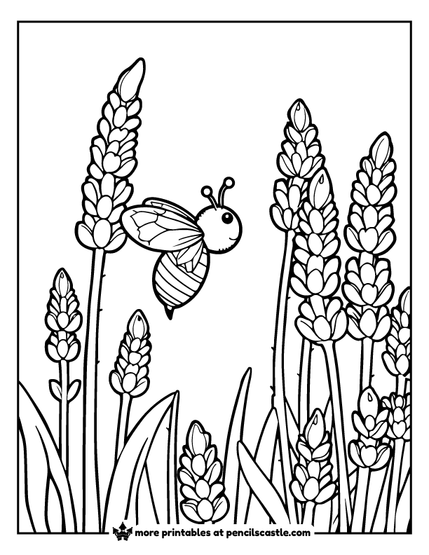 bee hovering near stalks of lavender coloring page