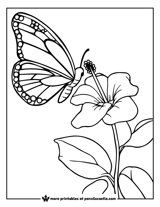 butterfly perched on a hibiscus flower coloring page