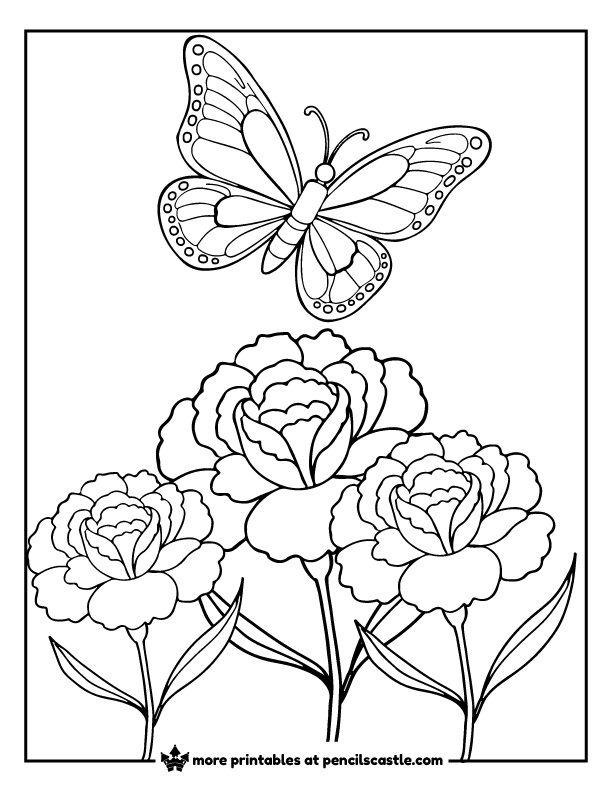 butterfly flying above three blooming carnation flowers coloring page
