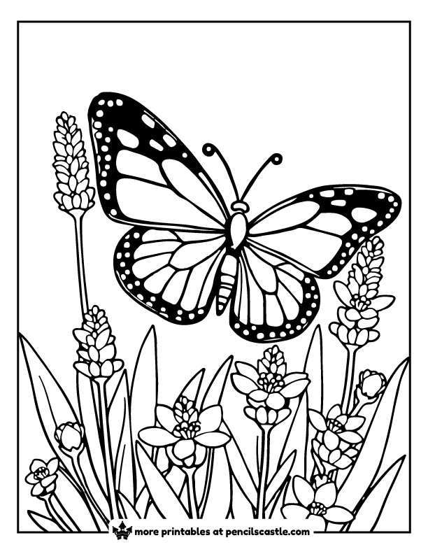 butterfly hovering over lavender flowers coloring page