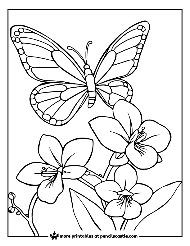 butterfly flying above blooming orchids coloring page