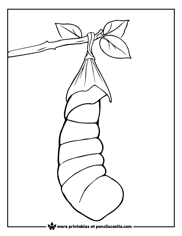 Caterpillar cocoon hanging from a branch coloring sheet