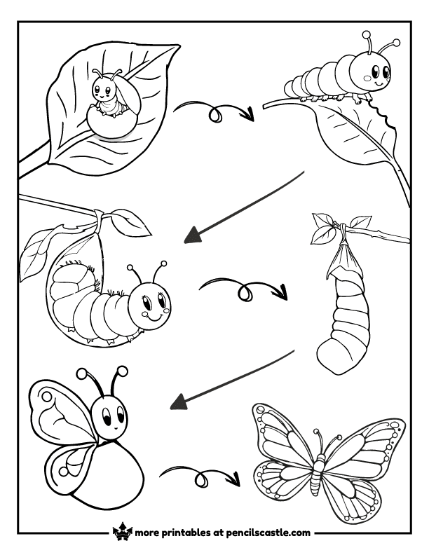 Caterpillar life cycle from an egg on a plant to a butterfly coloring page