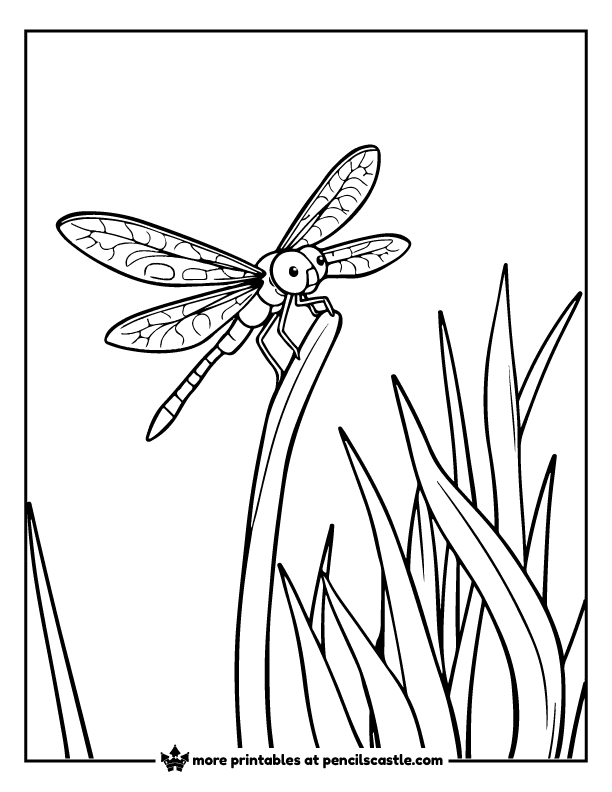 dragonfly perching on a reed coloring page