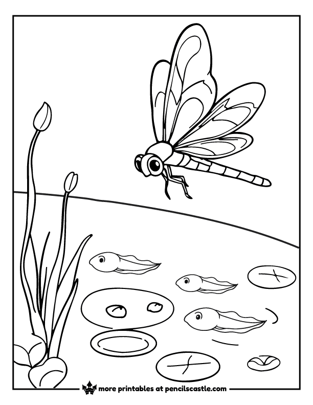 dragonfly watching tadpoles swim in water coloring sheet