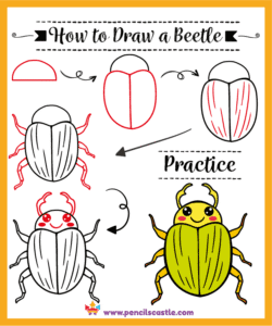 How to draw a beetle