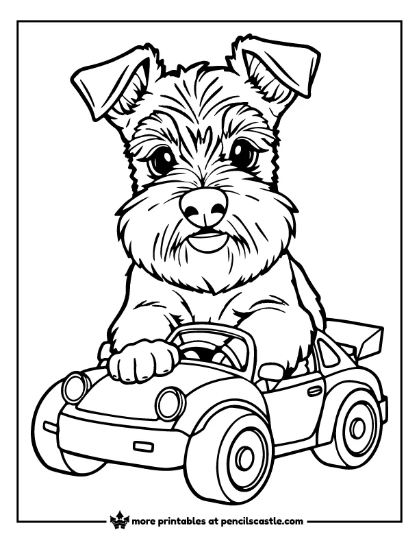 Miniature Schnauzer puppy playing with a toy car coloring page