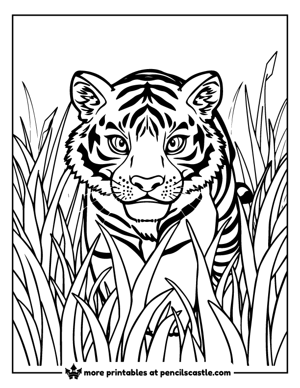 Focused tiger hunting carefully through high reeds coloring sheet