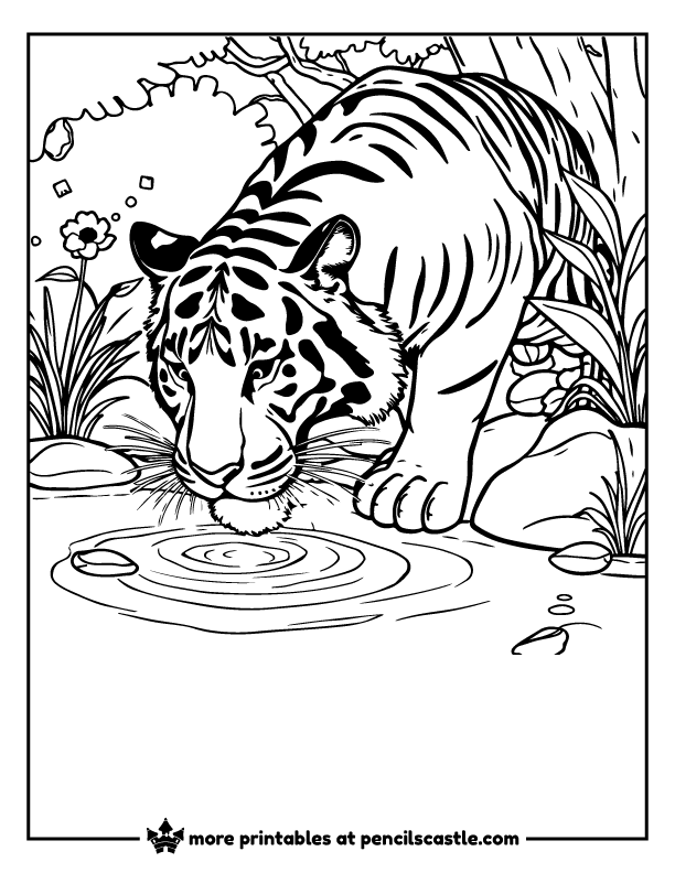 Tiger lowering its head to sip from a river coloring page