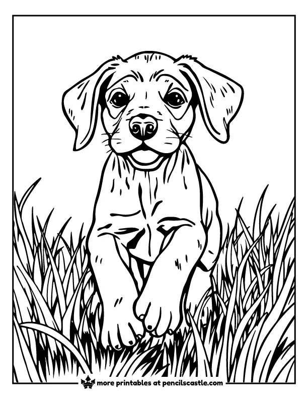 Vizsla puppy running through a field of tall grass coloring sheet